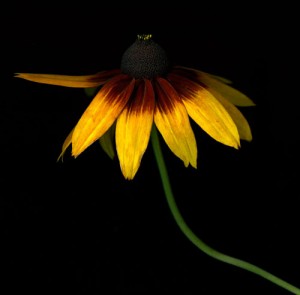 rudbeckia500