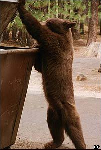 _39974458_blackbear203ap