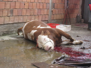 slaughter-031