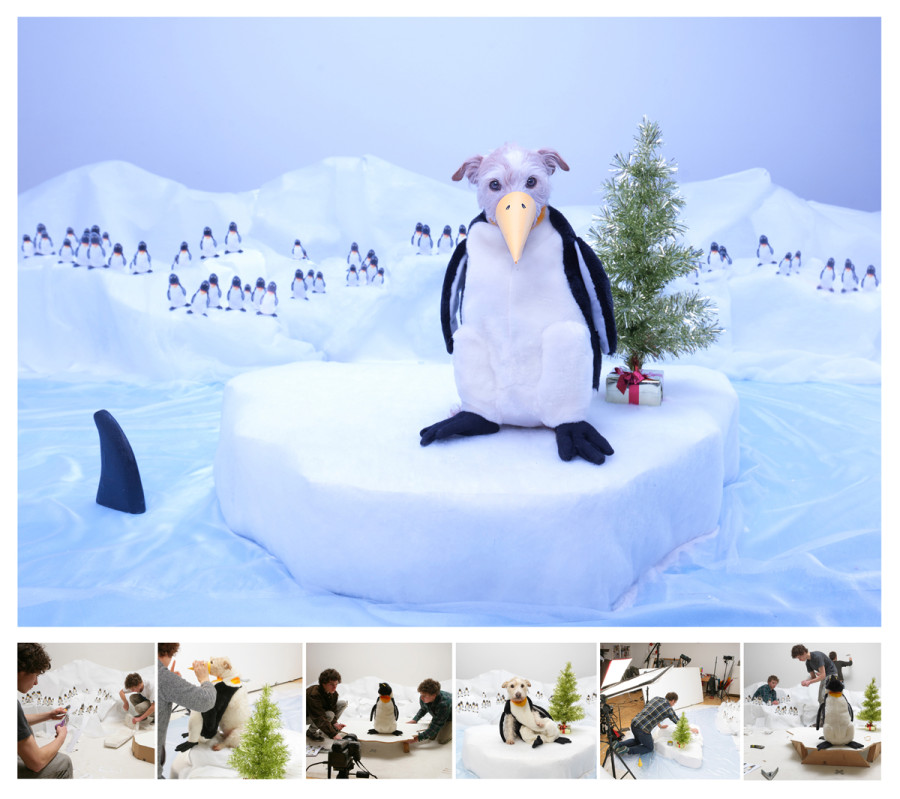 Penguin 2011