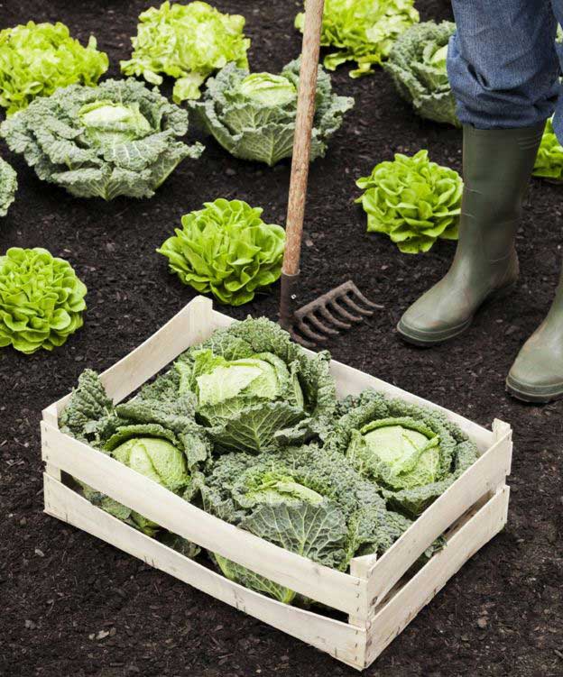 cabbages