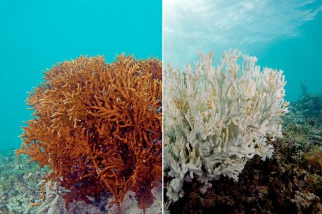 Coral Reef Bleaching