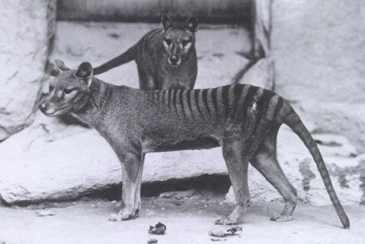 The Tasmanian Tiger - The Thylacine